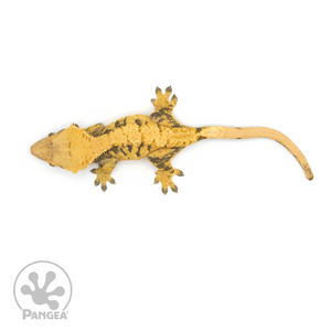 Female XXX Crested Gecko Cr-1112 from above