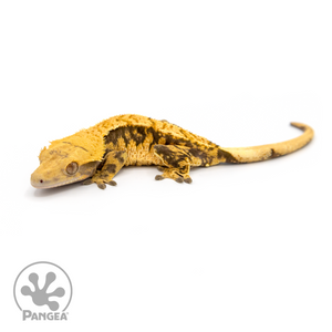 Female XXX Crested Gecko Cr-1114 looking left 
