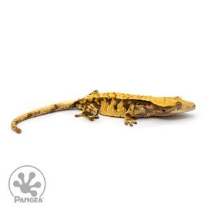 Female XXX Crested Gecko Cr-1114 looking right 