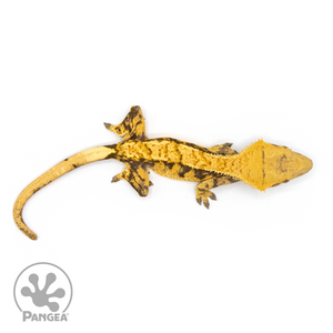 Female XXX Crested Gecko Cr-1114 from above