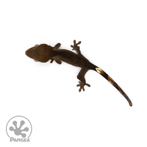 Juvenile OG Black Crested Gecko Cr-1119 from above