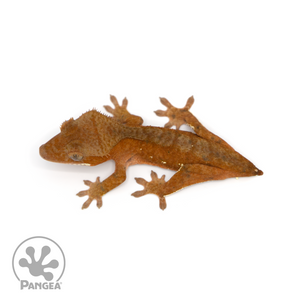 Juvenile Red Dalmatian Crested Gecko Cr-1121 from above