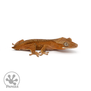 Juvenile Red Dalmatian Crested Gecko Cr-1121 looking right 