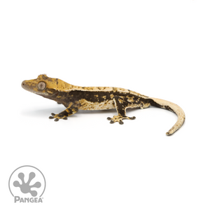 Male Extreme Harlequin Crested Gecko Cr-1122 looking left