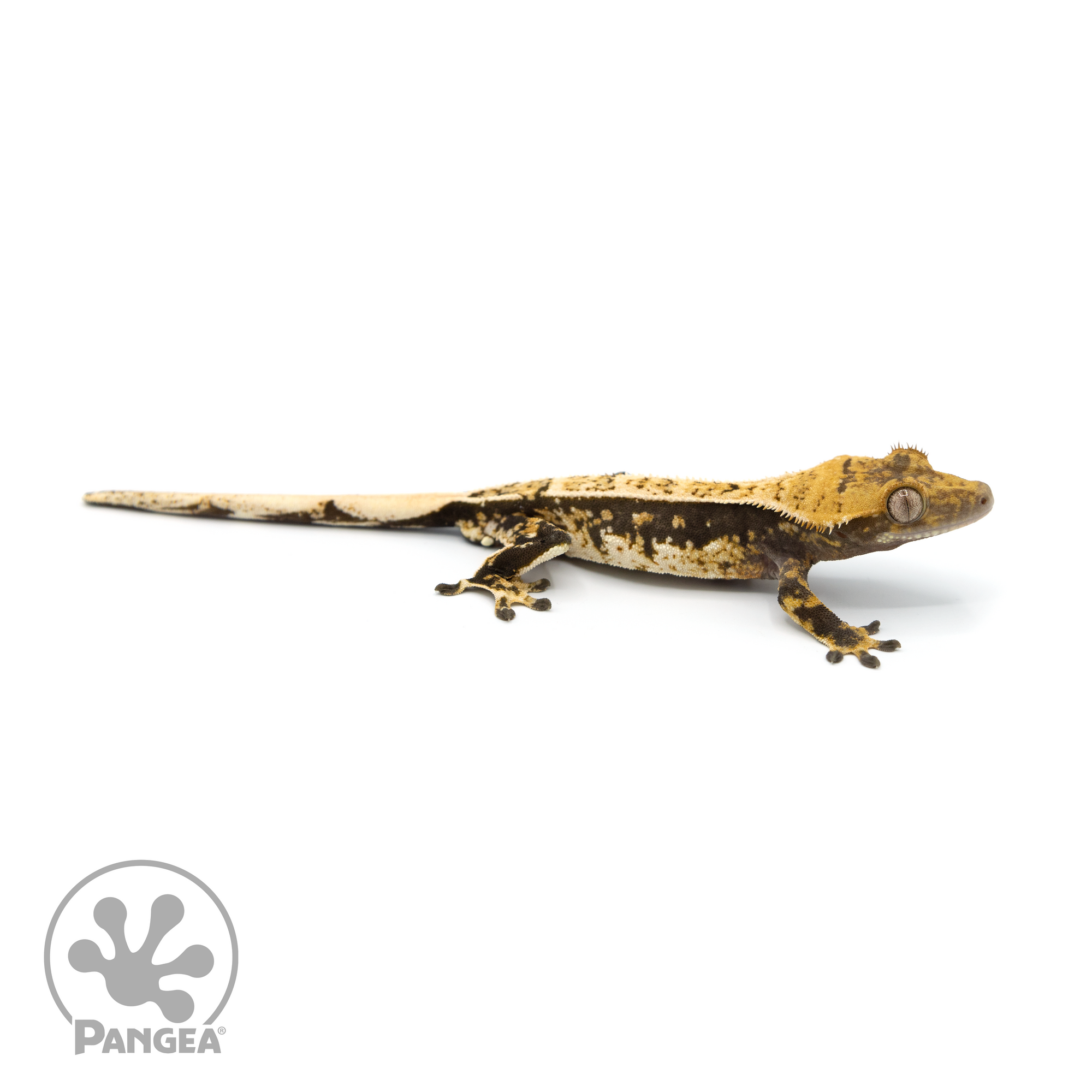 Male Extreme Harlequin Crested Gecko Cr-1122 looking right 