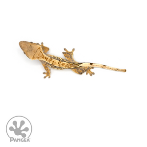 Male Harlequin Crested Gecko Cr-1123 From above 