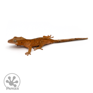 Juvenile Red Dalmatian Crested Gecko Cr-1124 looking left
