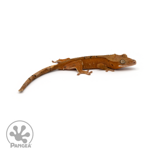 Juvenile Red Dalmatian Crested Gecko Cr-1124 looking right