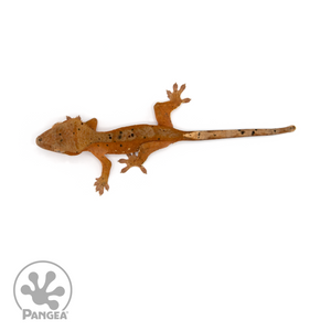 Juvenile Red Dalmatian Crested Gecko Cr-1124 from above