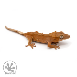 Female Red Phantom Crested Gecko Cr-1125 looking right