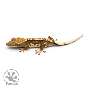 Female Extreme Harlequin Crested Gecko Cr-1126looking left