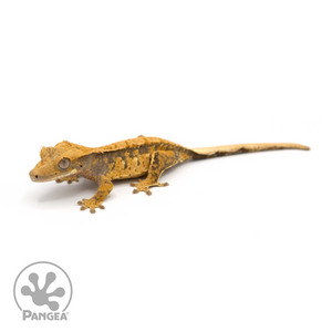 Female Extreme Harlequin Crested Gecko Cr-1127 looking left