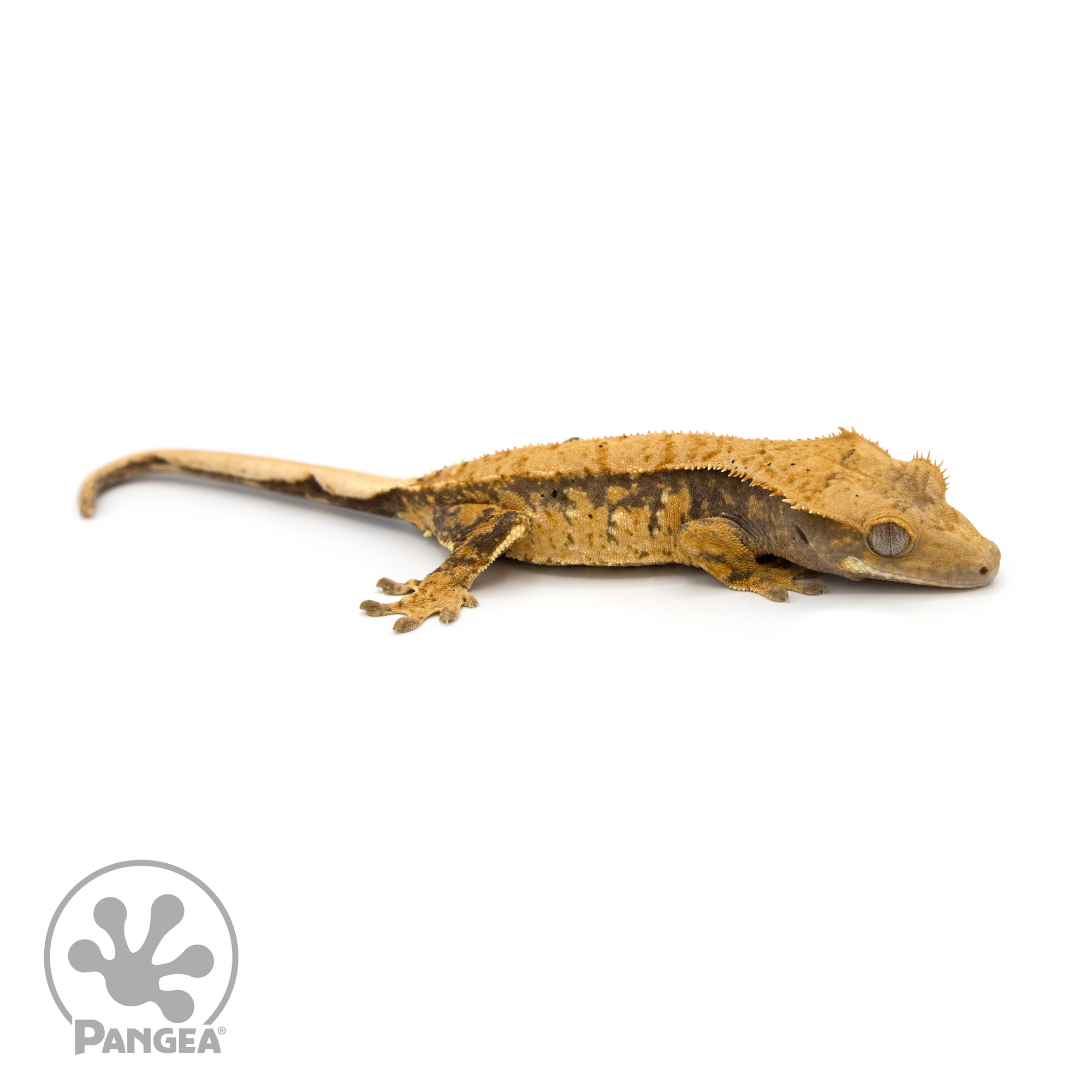 Female Extreme Harlequin Crested Gecko Cr-1127 looking right 