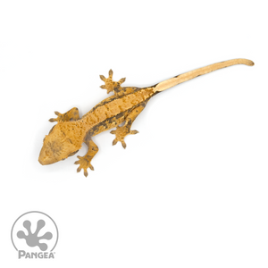 Female Extreme Harlequin Crested Gecko Cr-1127  from above