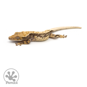 Male Extreme Harlequin Crested Gecko Cr-1128 looking left 