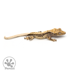 Male Extreme Harlequin Crested Gecko Cr-1128 looking right 