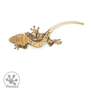 Male Extreme Harlequin Crested Gecko Cr-1128 from above