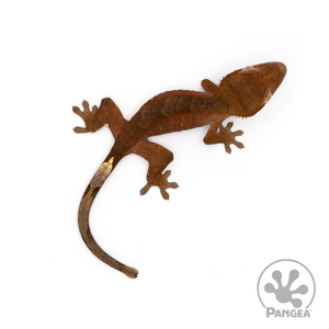 Juvenile Red Phantom Crested Gecko Cr-1133 from above 