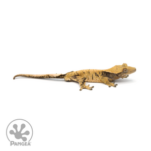 Male XXX Crested Gecko Cr-1136 looking right