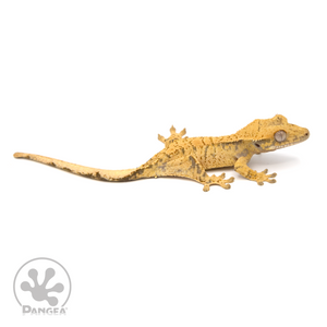 Juvenile XXX Crested Gecko Cr-1138 looking right