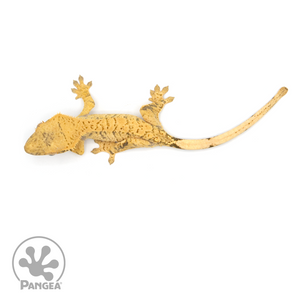 Juvenile XXX Crested Gecko Cr-1138 from above