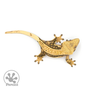 Female Quad Pinstripe  Crested Gecko Cr-1139 from above