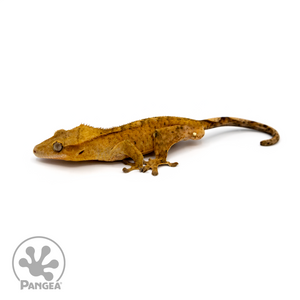 Male Orange Flame Crested Gecko Cr-1113 looking left 
