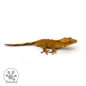 Male Orange Flame Crested Gecko Cr-1113 looking right