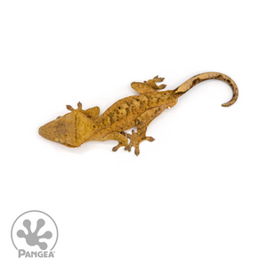 Male Orange Flame Crested Gecko Cr-1113 from above