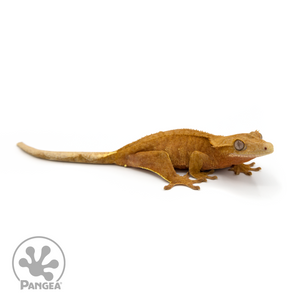 Female Orange Flame  Crested Gecko Cr-1140 looking right