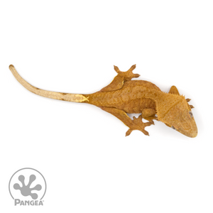 Female Orange Flame  Crested Gecko Cr-1140 from above