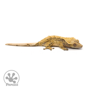Female Extreme Harlequin Crested Gecko Cr-1142 looking right