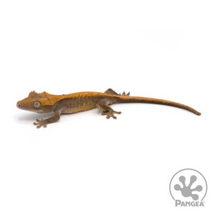 Juvenile Harlequin Crested Gecko Cr-1150 looking left 
