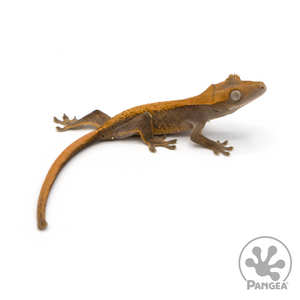 Juvenile Harlequin Crested Gecko Cr-1150 looking right