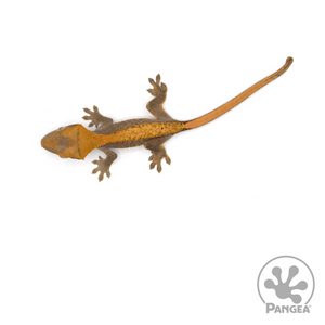 Juvenile Harlequin Crested Gecko Cr-1150 from above 