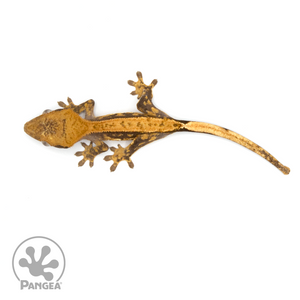 Juvenile Extreme Harlequin Crested Gecko Cr-1151 from above