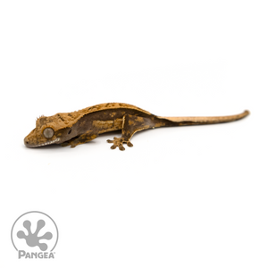 Juvenile Pinstripe Crested Gecko Cr-1154 looking left