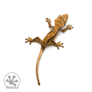 Juvenile Pinstripe Crested Gecko Cr-1154 from above