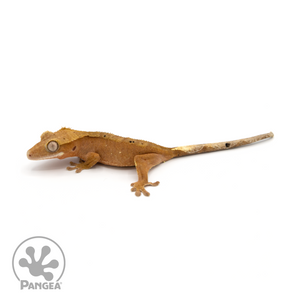 Female Red Flame Dalmatian Crested Gecko Cr-1156 looking left 
