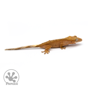 Female Red Flame Dalmatian Crested Gecko Cr-1156 looking right