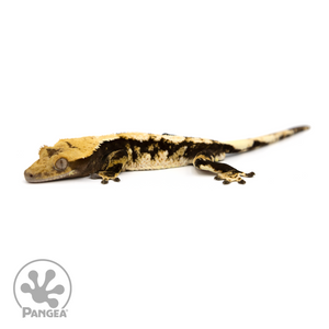 Male Extreme Harlequin Crested Gecko Cr-1159 looking left