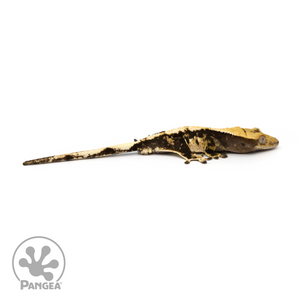 Male Extreme Harlequin Crested Gecko Cr-1159 looking right 