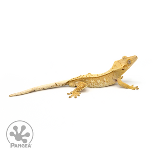 Male Reverse Pinstripe Crested Gecko Cr-1159 looking Right 