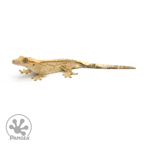 Male Reverse Pinstripe Crested Gecko Cr-1161 looking left 