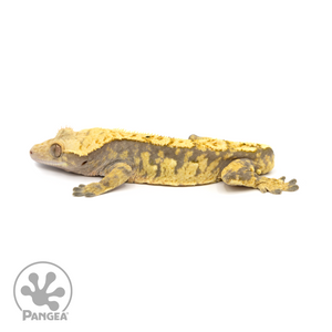 Male Extreme Harlequin Crested Gecko Cr-1162 looking left 