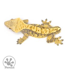 Male Extreme Harlequin Crested Gecko Cr-1162 from above