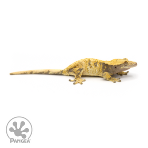 Female XXX Crested Gecko Cr-1163 looking left 