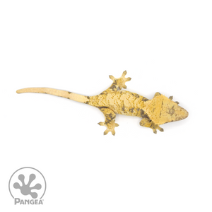 Female XXX Crested Gecko Cr-1163 from above 
