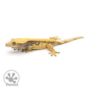 Female Extreme Harlequin Crested Gecko Cr-1164 looking left 