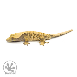 Male XXX Crested Gecko Cr-1165